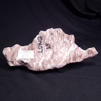 KUSSOIDELLA CF. LIMATA, Paleoproterozoic, Canada ZKL003