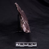 KUSSOIDELLA CF. LIMATA, Paleoproterozoic, Canada ZKL003