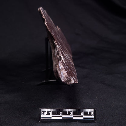 KUSSOIDELLA CF. LIMATA, Paleoproterozoic, Canada ZKL003