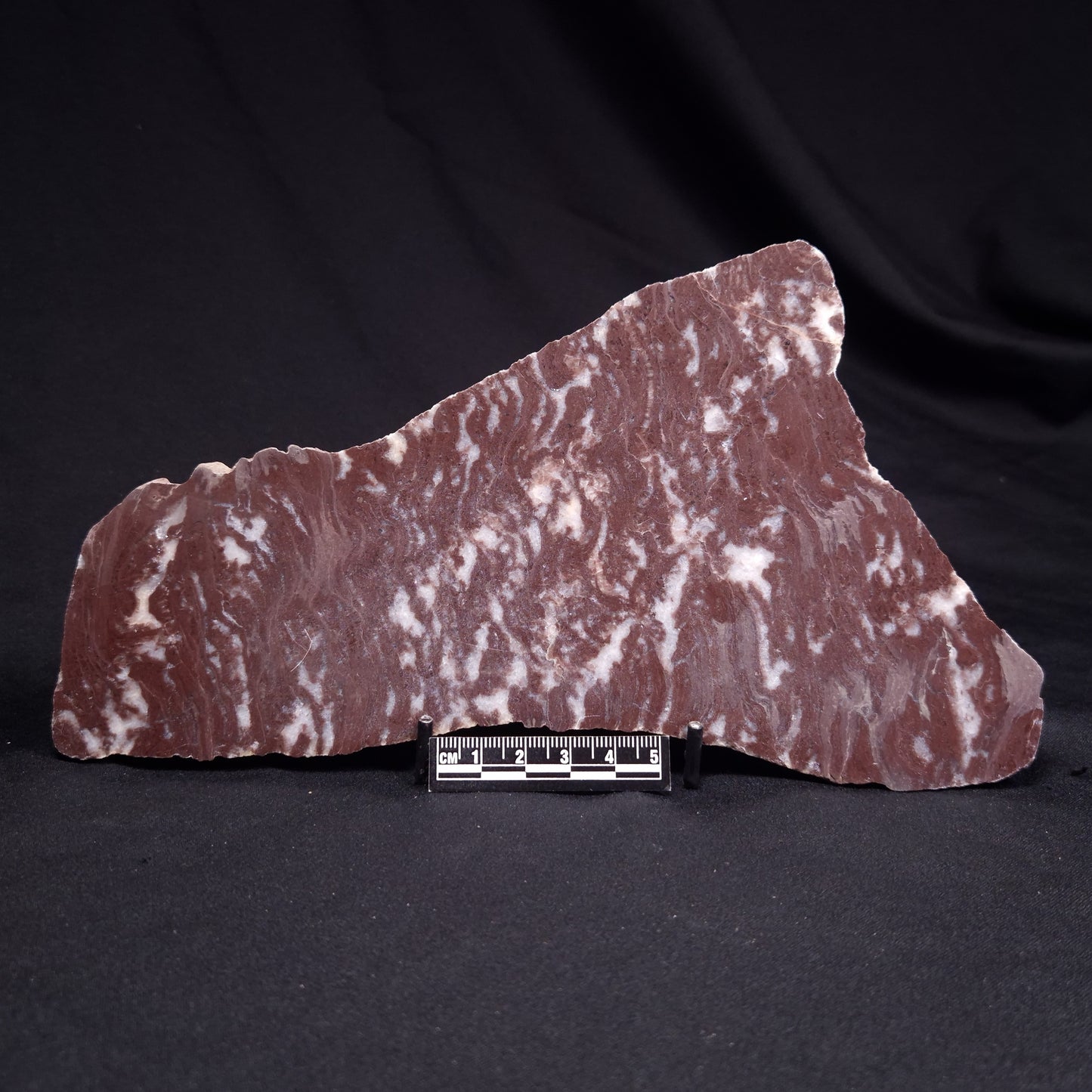 KUSSOIDELLA CF. LIMATA, Paleoproterozoic, Canada ZKL004