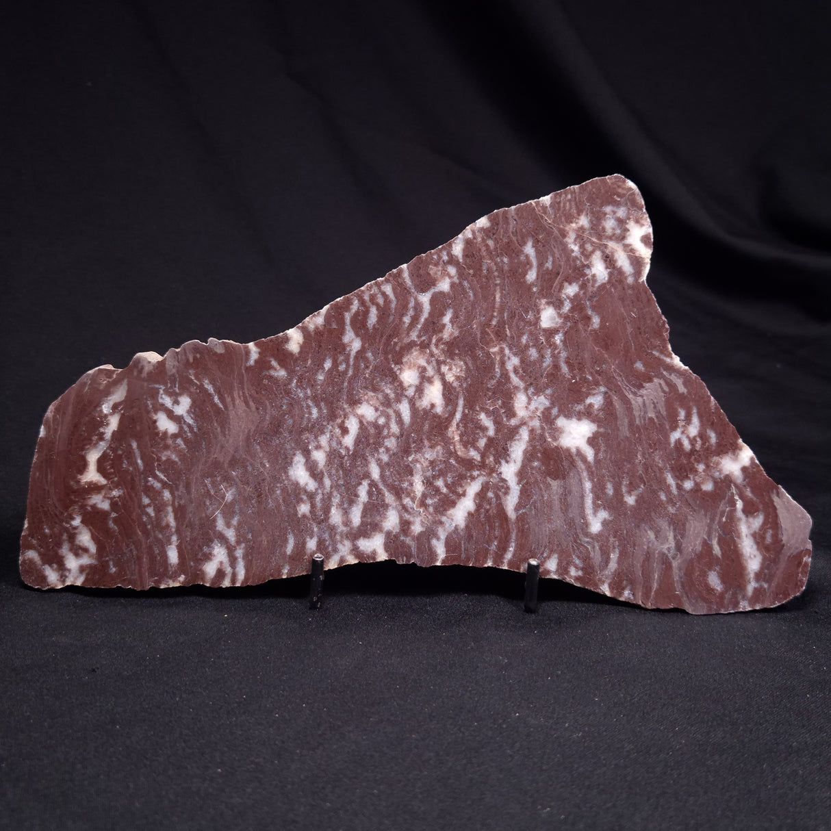 KUSSOIDELLA CF. LIMATA, Paleoproterozoic, Canada ZKL004