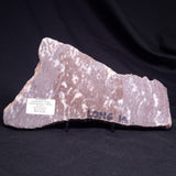 KUSSOIDELLA CF. LIMATA, Paleoproterozoic, Canada ZKL004