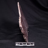 KUSSOIDELLA CF. LIMATA, Paleoproterozoic, Canada ZKL004