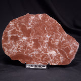 KUSSOIDELLA CF. LIMATA, Paleoproterozoic, Canada ZKL005