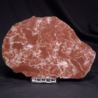 KUSSOIDELLA CF. LIMATA, Paleoproterozoic, Canada ZKL005