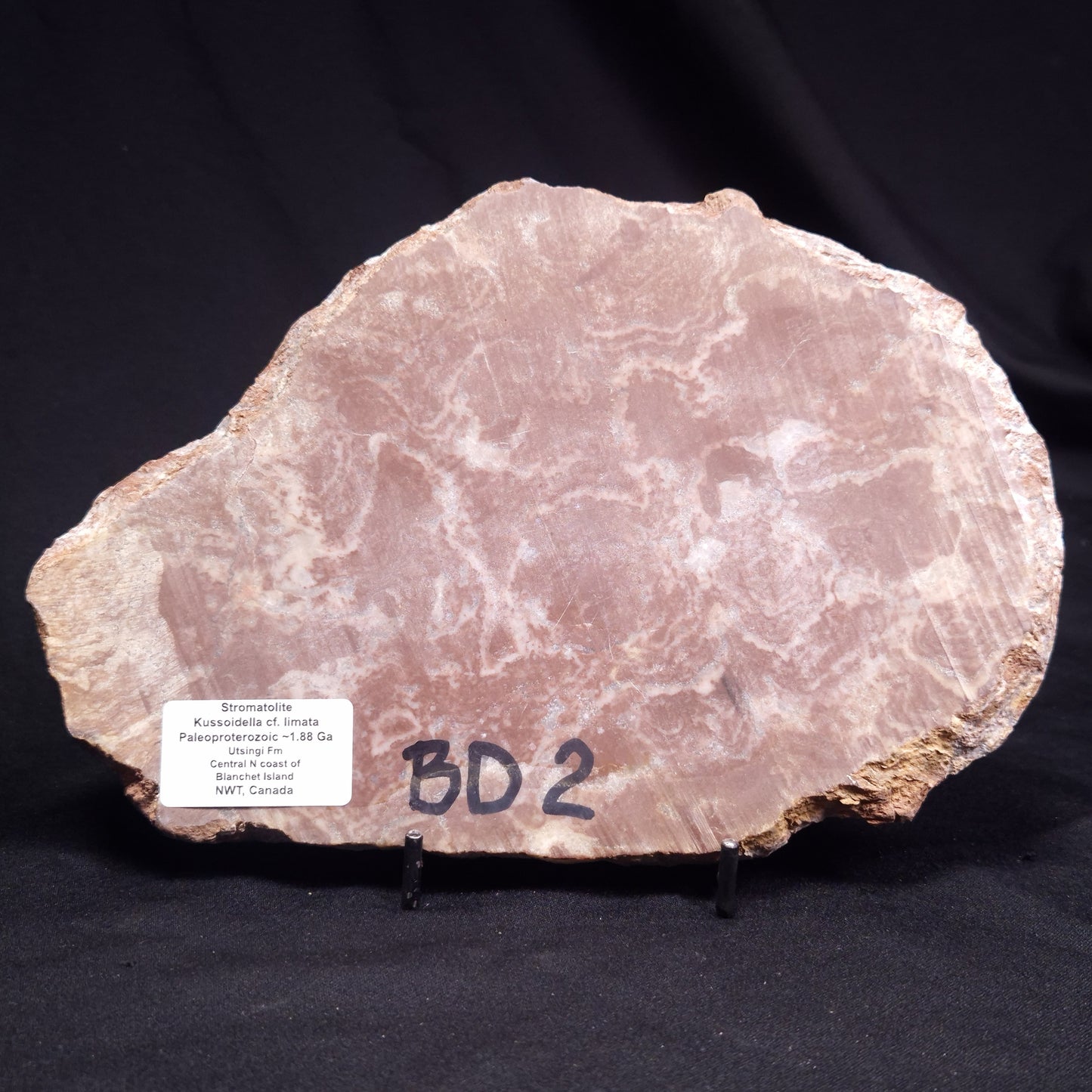 KUSSOIDELLA CF. LIMATA, Paleoproterozoic, Canada ZKL005