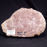 KUSSOIDELLA CF. LIMATA, Paleoproterozoic, Canada ZKL005