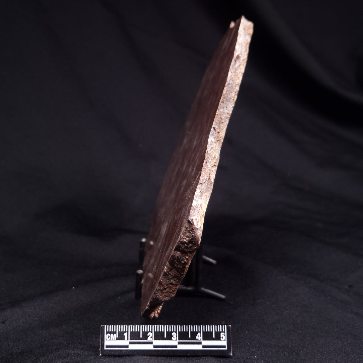 KUSSOIDELLA CF. LIMATA, Paleoproterozoic, Canada ZKL005