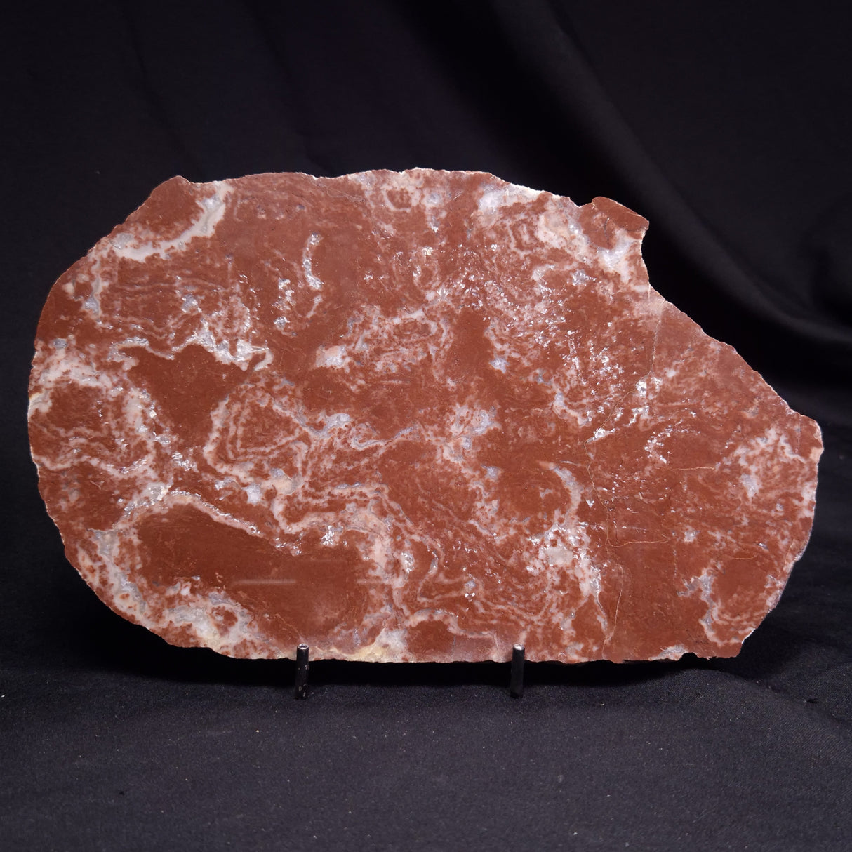 KUSSOIDELLA CF. LIMATA, Paleoproterozoic, Canada ZKL006