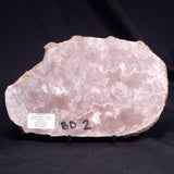 KUSSOIDELLA CF. LIMATA, Paleoproterozoic, Canada ZKL006