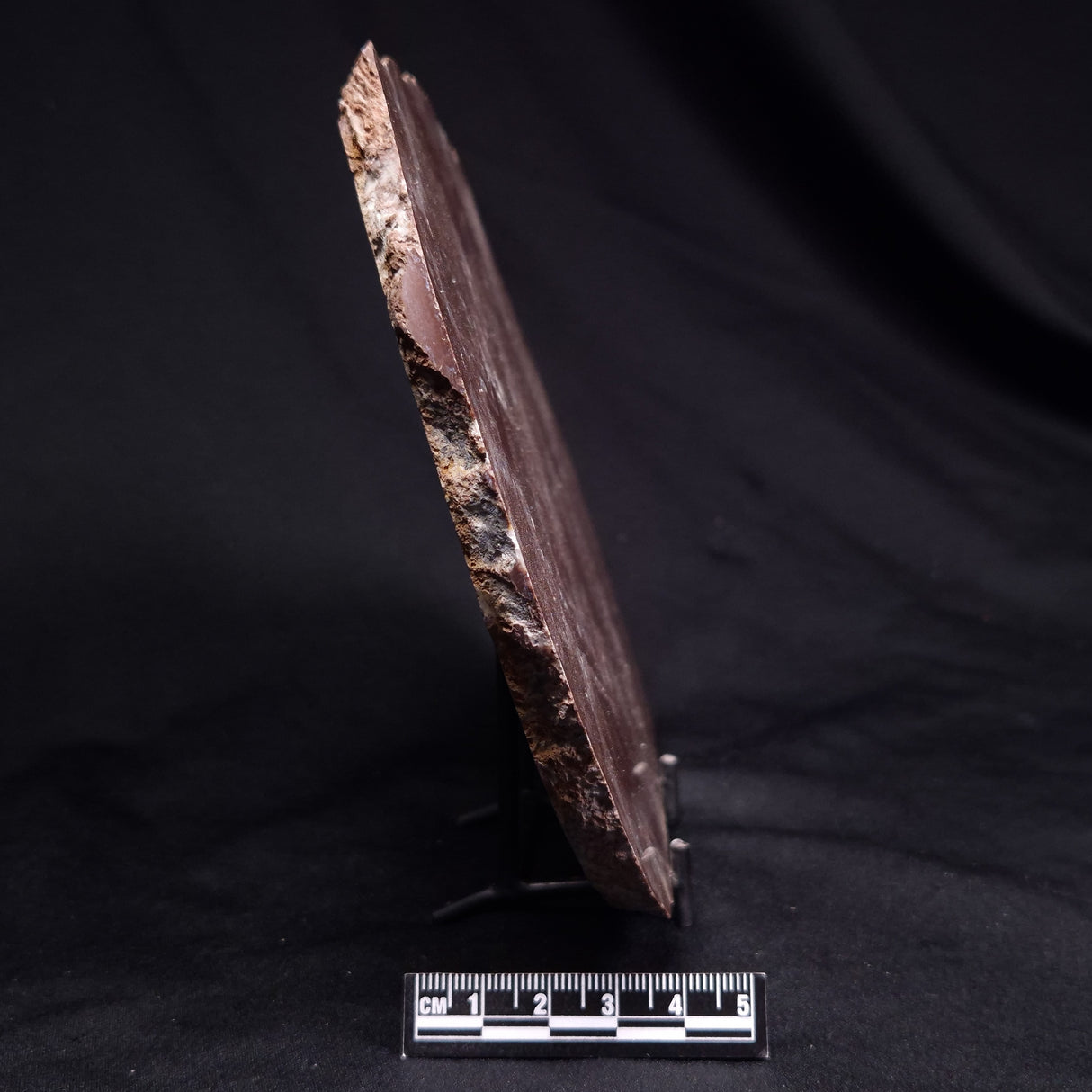 KUSSOIDELLA CF. LIMATA, Paleoproterozoic, Canada ZKL006