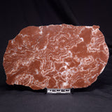 KUSSOIDELLA CF. LIMATA, Paleoproterozoic, Canada ZKL007