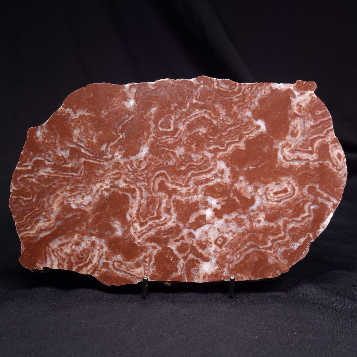 KUSSOIDELLA CF. LIMATA, Paleoproterozoic, Canada ZKL007