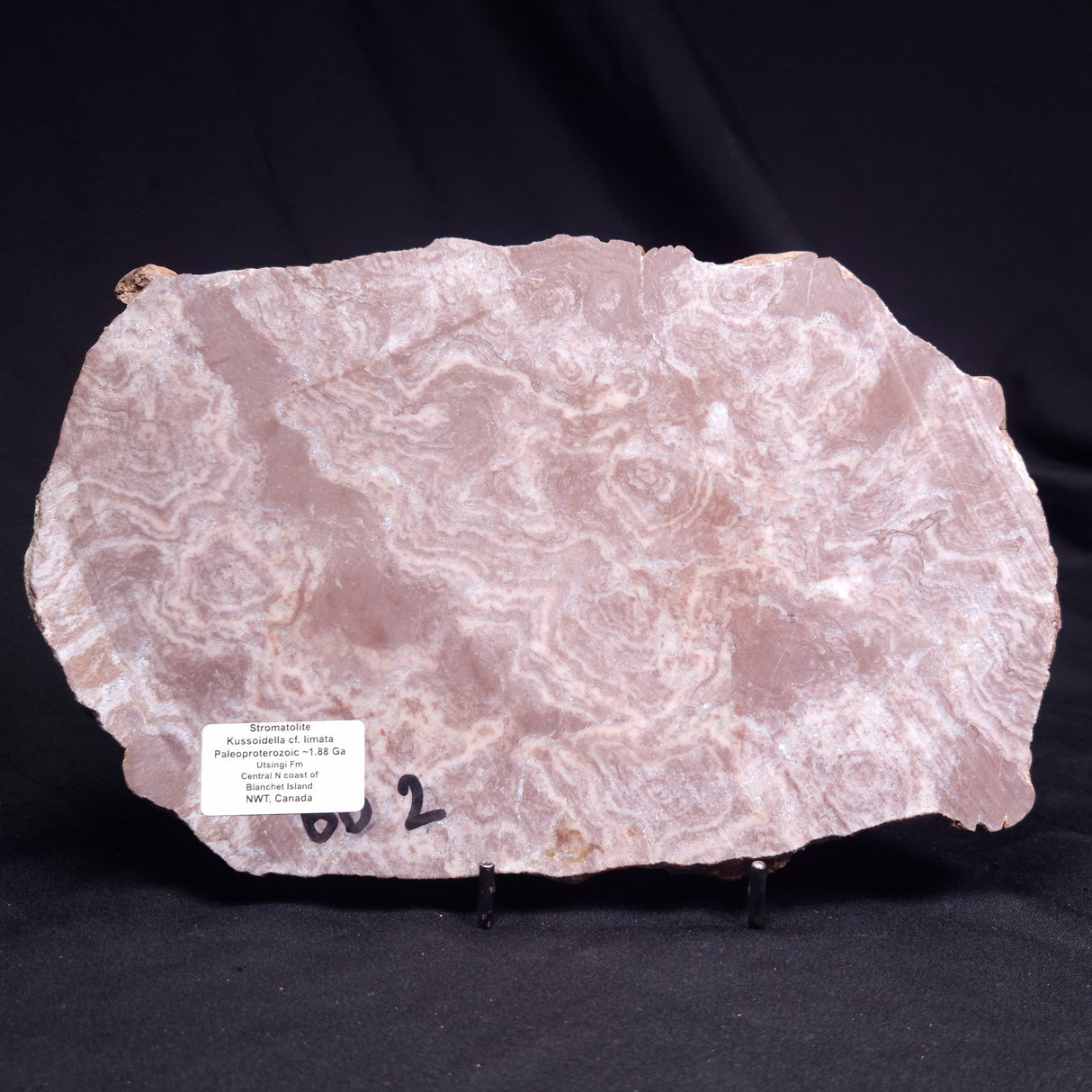 KUSSOIDELLA CF. LIMATA, Paleoproterozoic, Canada ZKL007