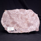 KUSSOIDELLA CF. LIMATA, Paleoproterozoic, Canada ZKL007