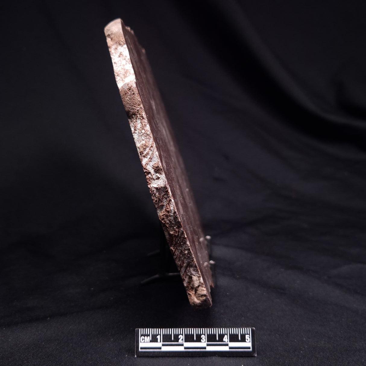 KUSSOIDELLA CF. LIMATA, Paleoproterozoic, Canada ZKL007