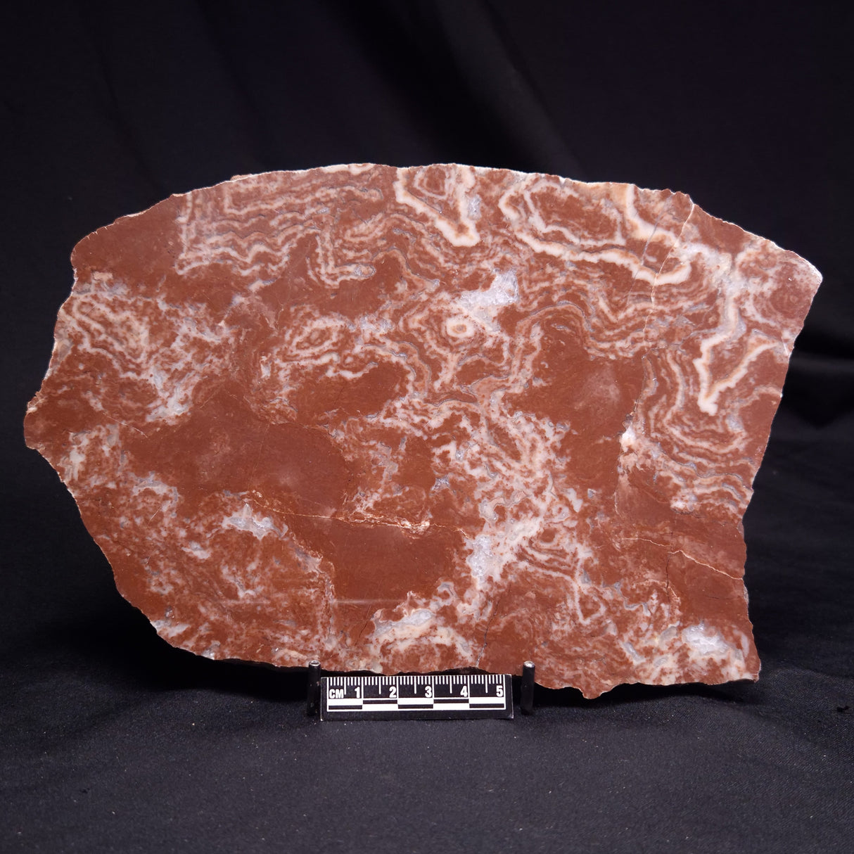 KUSSOIDELLA CF. LIMATA, Paleoproterozoic, Canada ZKL008