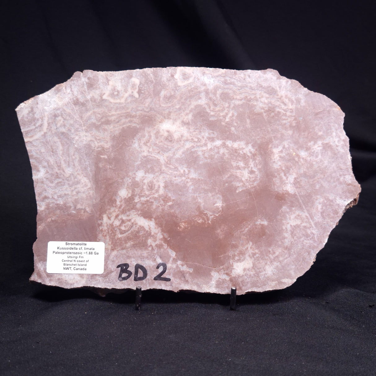 KUSSOIDELLA CF. LIMATA, Paleoproterozoic, Canada ZKL008