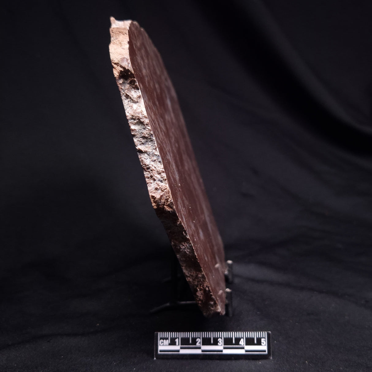 KUSSOIDELLA CF. LIMATA, Paleoproterozoic, Canada ZKL008