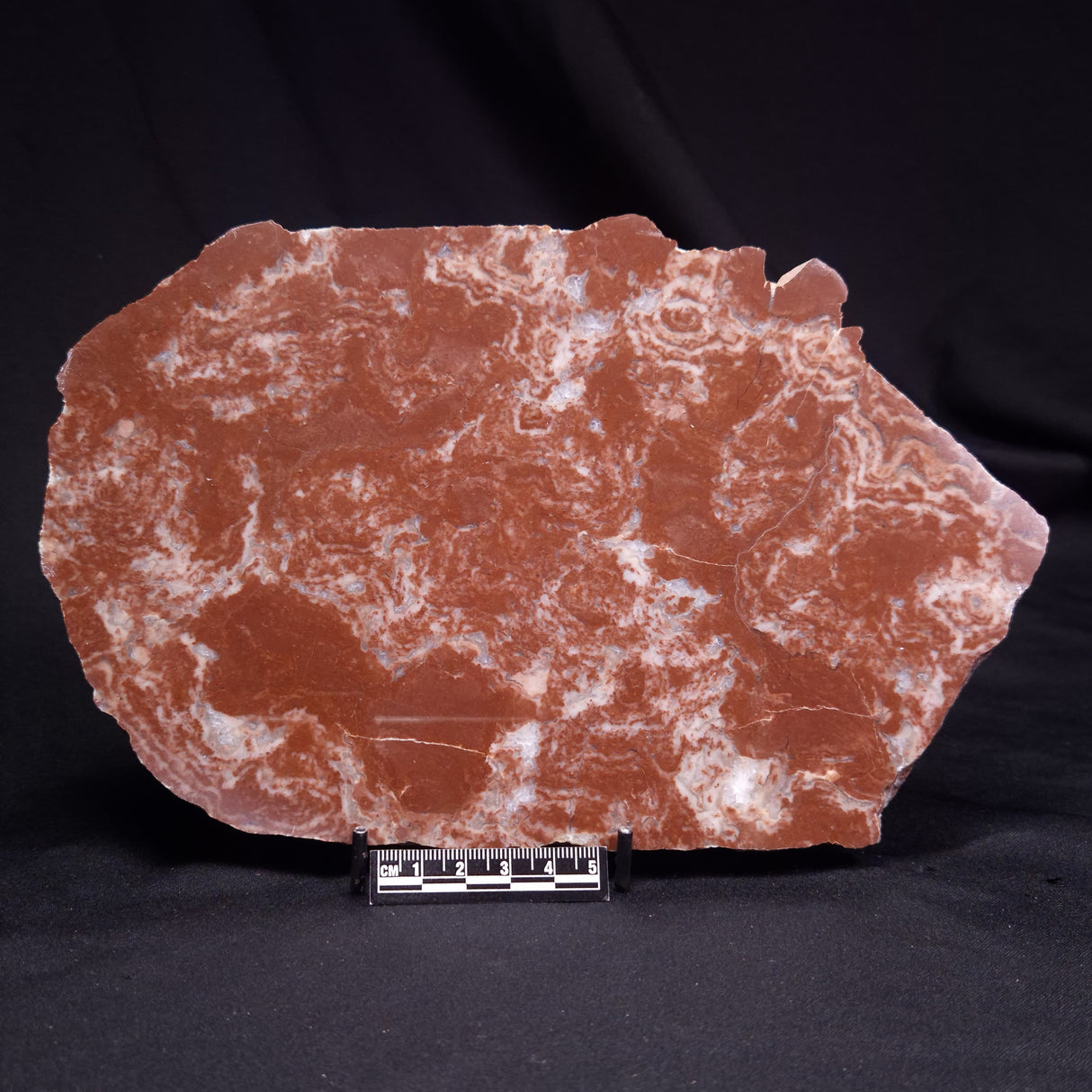 KUSSOIDELLA CF. LIMATA, Paleoproterozoic, Canada ZKL009