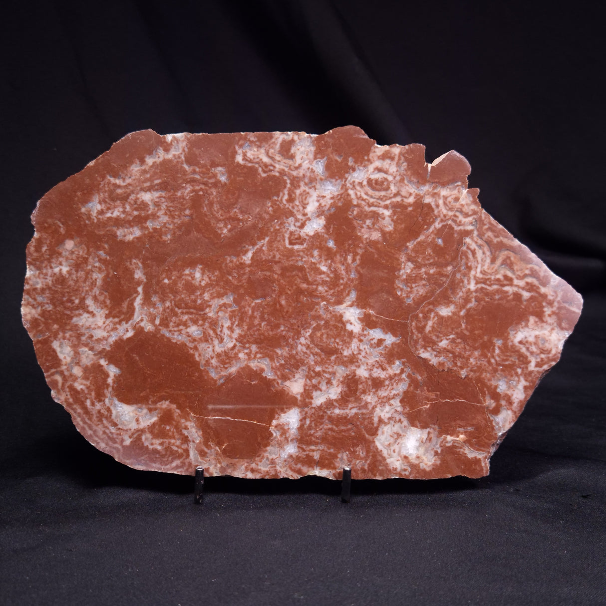 KUSSOIDELLA CF. LIMATA, Paleoproterozoic, Canada ZKL009