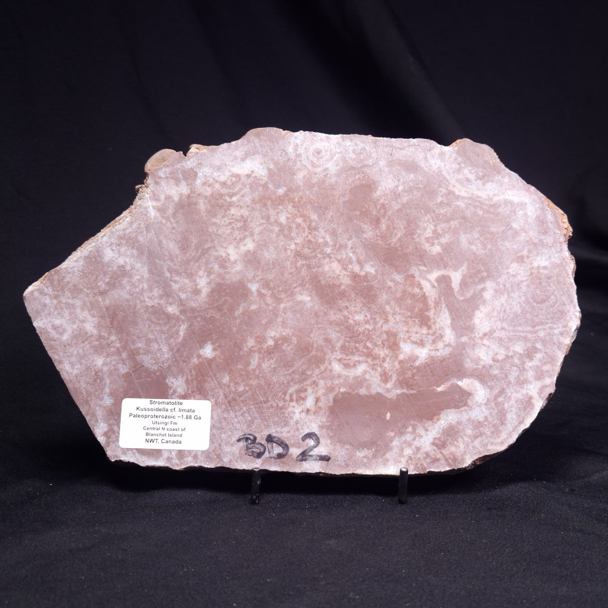 KUSSOIDELLA CF. LIMATA, Paleoproterozoic, Canada ZKL009