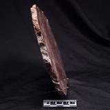 KUSSOIDELLA CF. LIMATA, Paleoproterozoic, Canada ZKL009