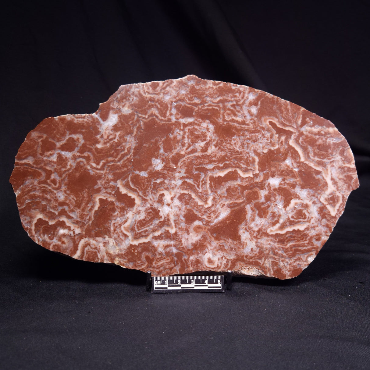 KUSSOIDELLA CF. LIMATA, Paleoproterozoic, Canada ZKL010