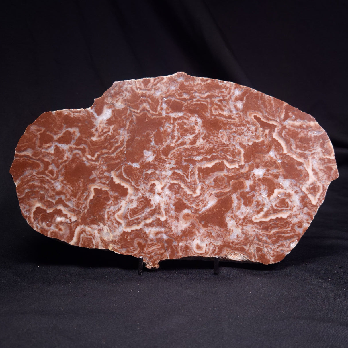 KUSSOIDELLA CF. LIMATA, Paleoproterozoic, Canada ZKL010