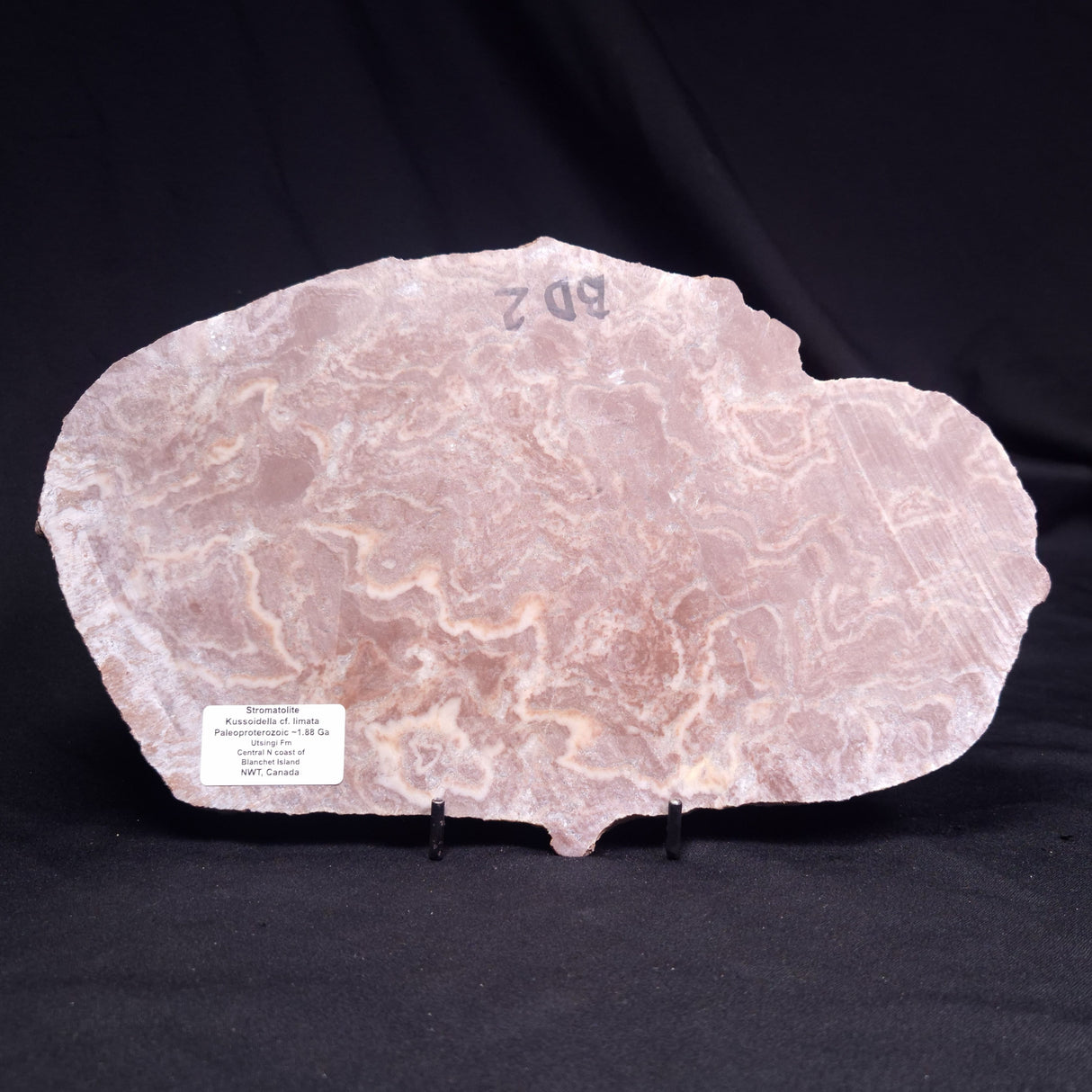 KUSSOIDELLA CF. LIMATA, Paleoproterozoic, Canada ZKL010