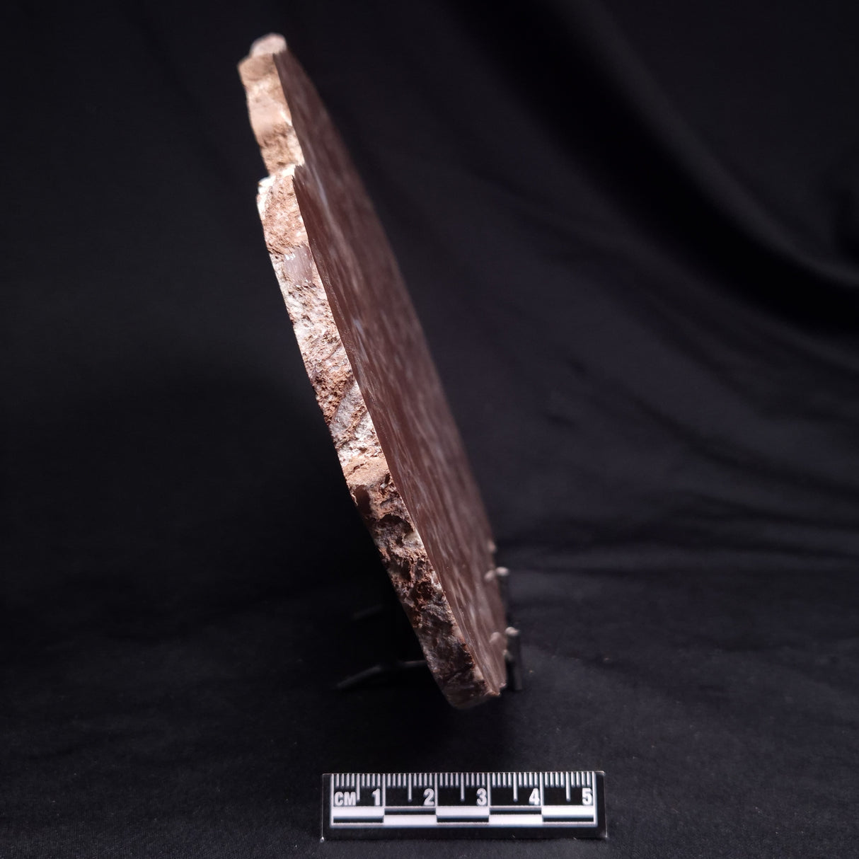 KUSSOIDELLA CF. LIMATA, Paleoproterozoic, Canada ZKL010