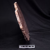 KUSSOIDELLA CF. LIMATA, Paleoproterozoic, Canada ZKL010