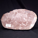KUSSOIDELLA CF. LIMATA, Paleoproterozoic, Canada ZKL011