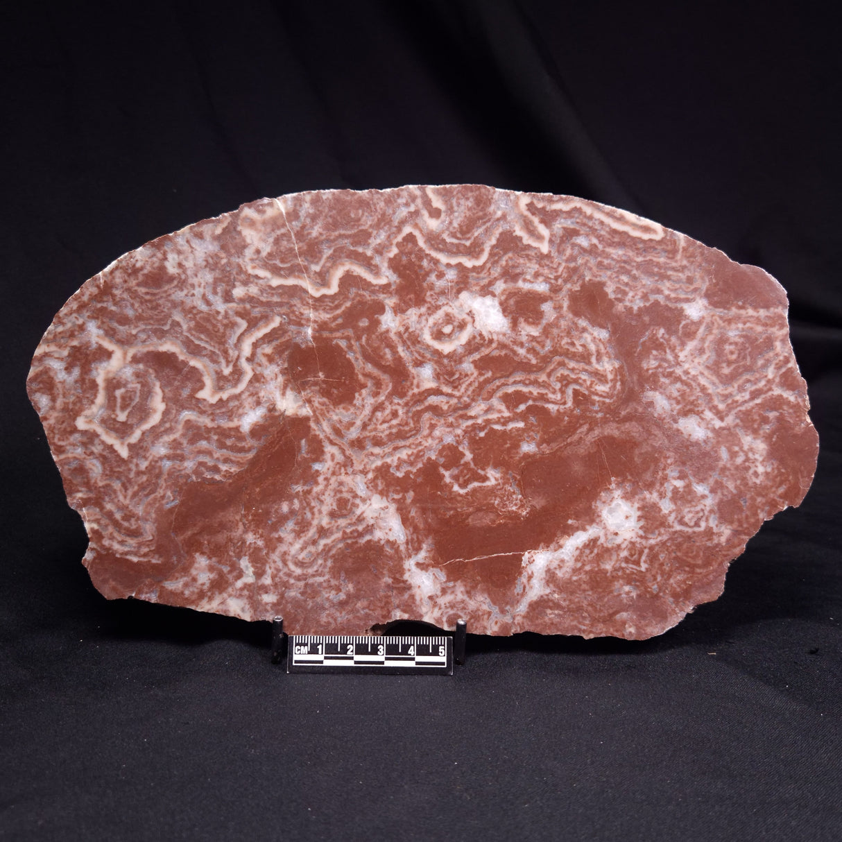 KUSSOIDELLA CF. LIMATA, Paleoproterozoic, Canada ZKL012