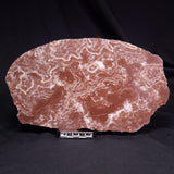 KUSSOIDELLA CF. LIMATA, Paleoproterozoic, Canada ZKL012