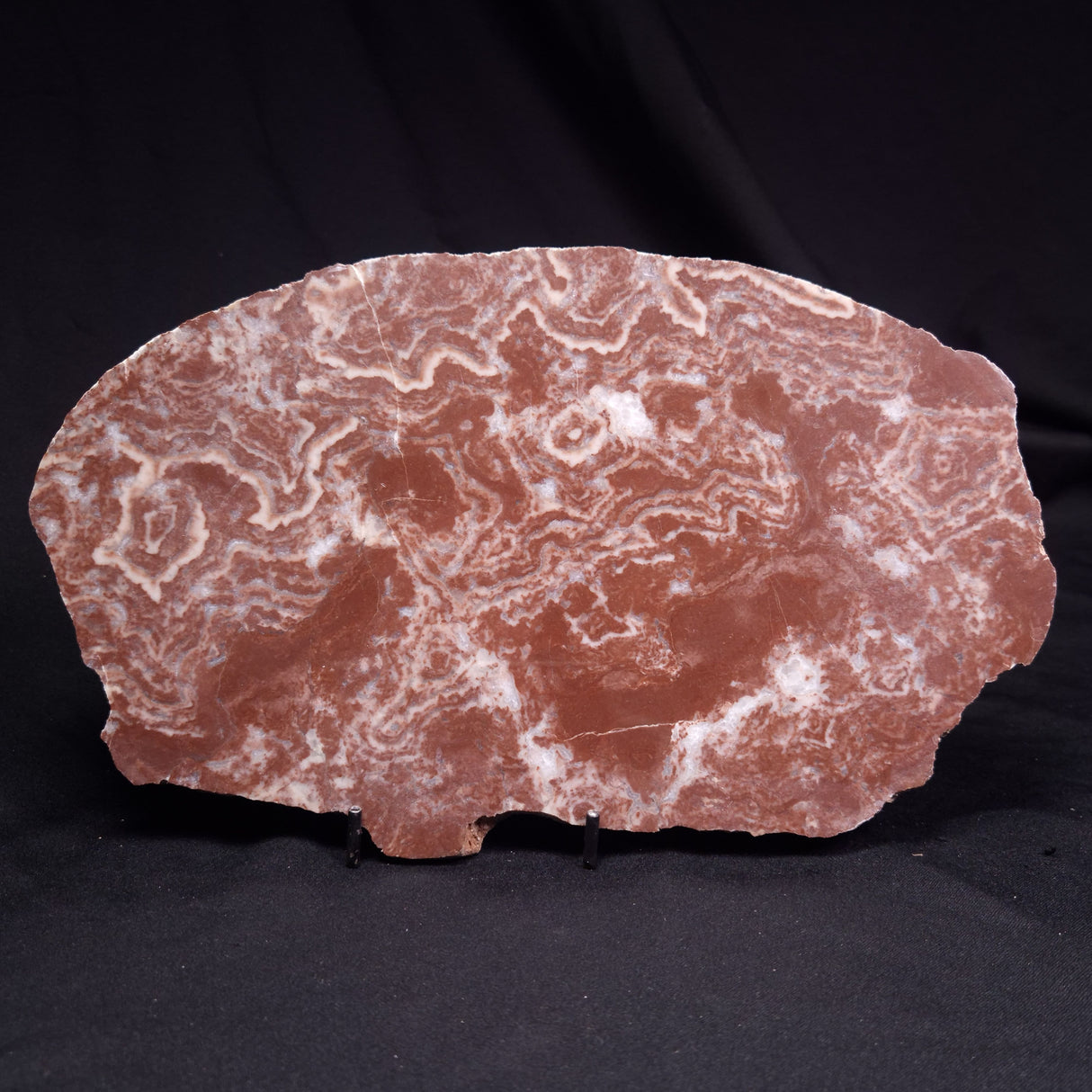 KUSSOIDELLA CF. LIMATA, Paleoproterozoic, Canada ZKL012