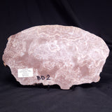 KUSSOIDELLA CF. LIMATA, Paleoproterozoic, Canada ZKL012