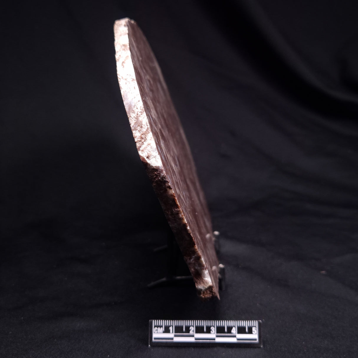 KUSSOIDELLA CF. LIMATA, Paleoproterozoic, Canada ZKL012