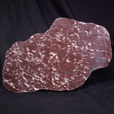 KUSSOIDELLA CF. LIMATA, Paleoproterozoic, Canada ZKL013