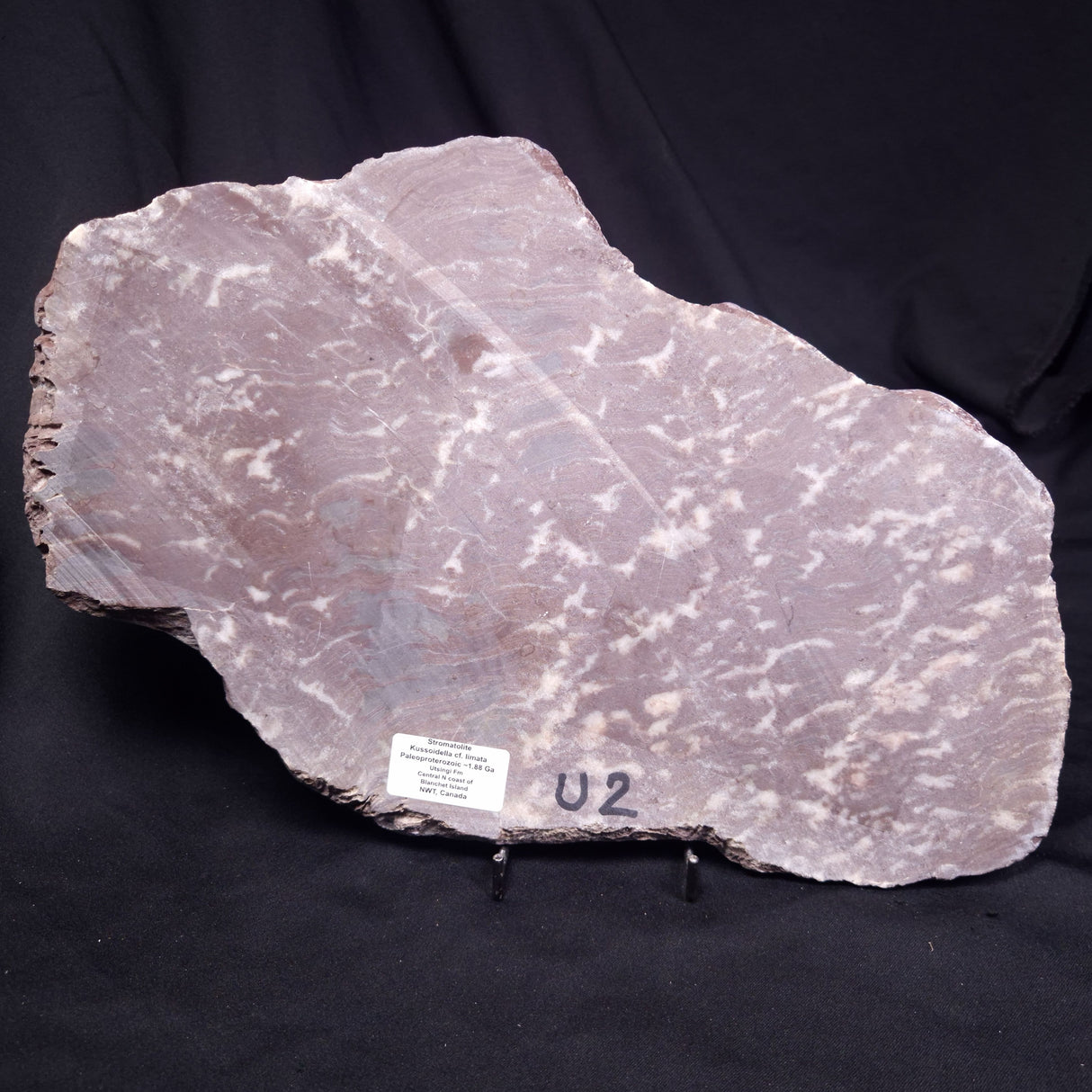 KUSSOIDELLA CF. LIMATA, Paleoproterozoic, Canada ZKL013