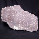 KUSSOIDELLA CF. LIMATA, Paleoproterozoic, Canada ZKL013