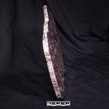 KUSSOIDELLA CF. LIMATA, Paleoproterozoic, Canada ZKL013