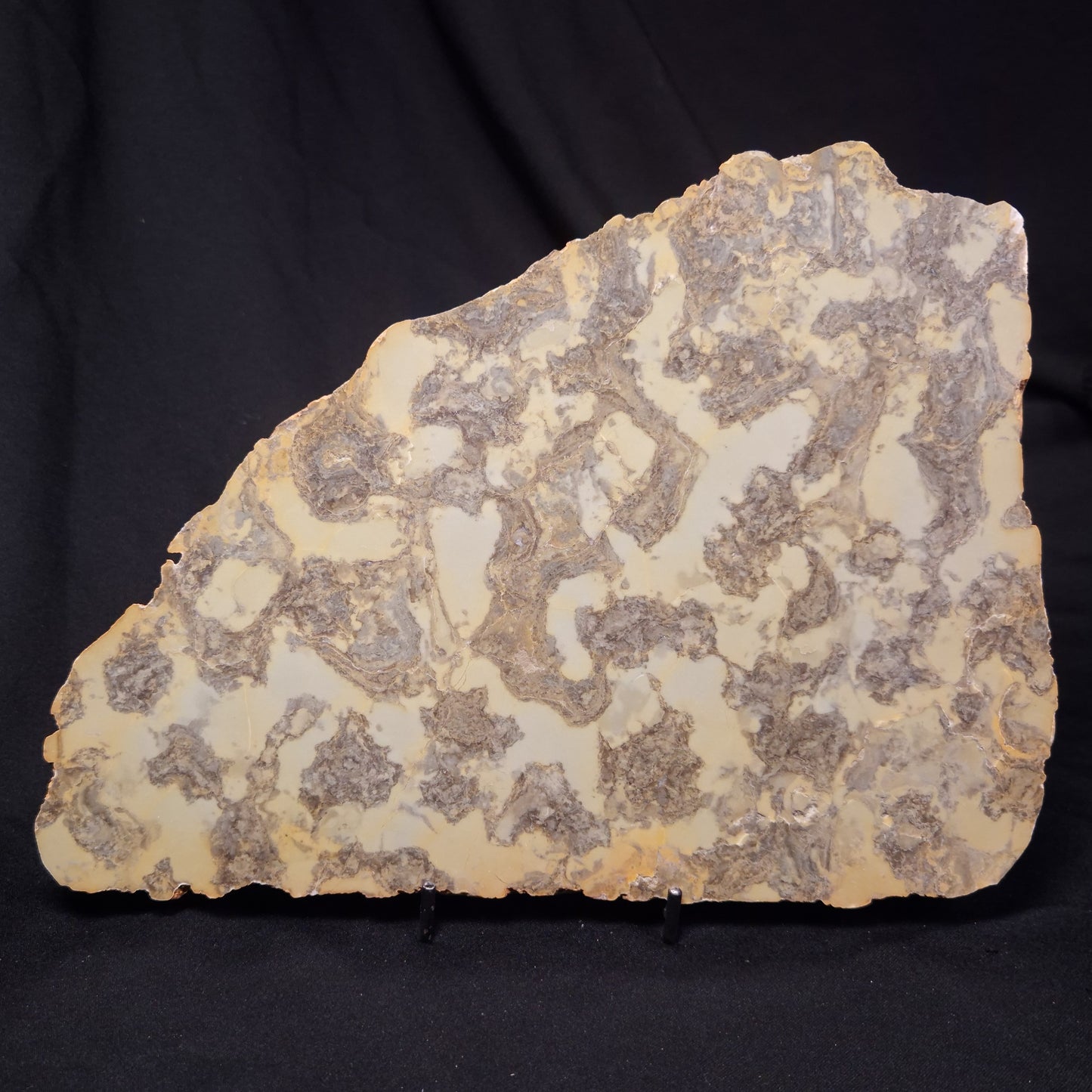 OMACHTENIA CF. KVARTISMMA, Paleoproterozoic, Canada ZOK001