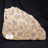 OMACHTENIA CF. KVARTISMMA, Paleoproterozoic, Canada ZOK001