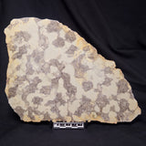 OMACHTENIA CF. KVARTISMMA, Paleoproterozoic, Canada ZOK002