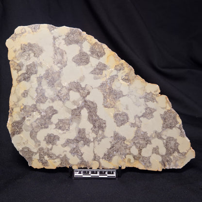 OMACHTENIA CF. KVARTISMMA, Paleoproterozoic, Canada ZOK002