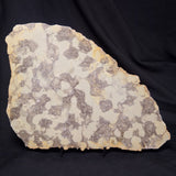 OMACHTENIA CF. KVARTISMMA, Paleoproterozoic, Canada ZOK002