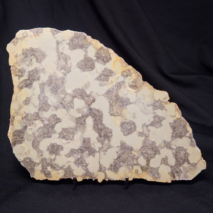 OMACHTENIA CF. KVARTISMMA, Paleoproterozoic, Canada ZOK002