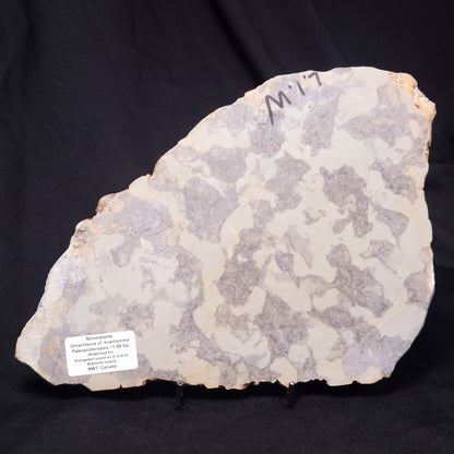 OMACHTENIA CF. KVARTISMMA, Paleoproterozoic, Canada ZOK002