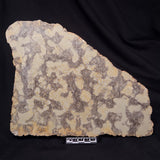 OMACHTENIA CF. KVARTISMMA, Paleoproterozoic, Canada ZOK003